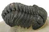 Detailed Phacopid (Morocops) Trilobite - Foum Zguid, Morocco #275238-1